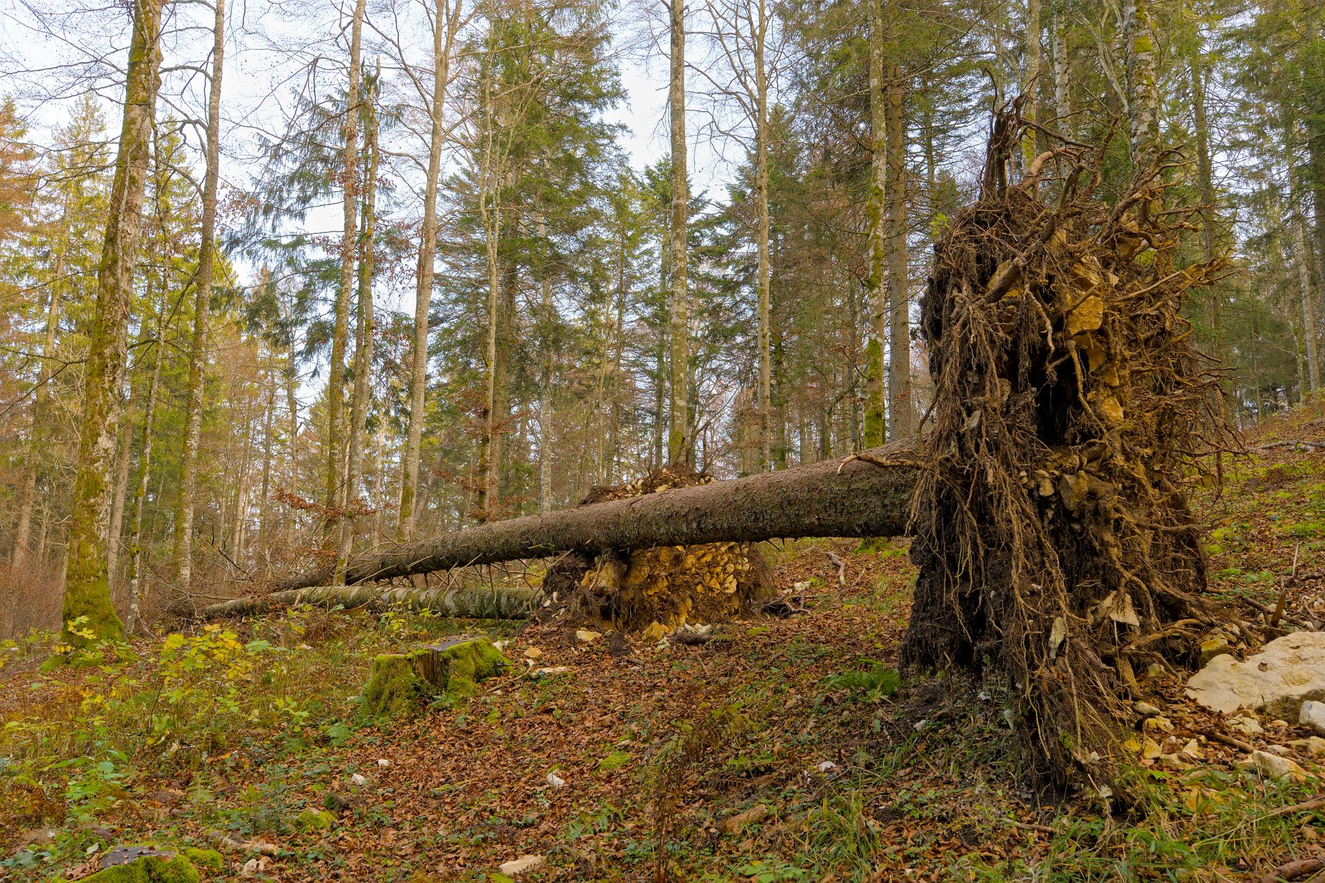 Enlèvement arbre urgence équipe à Villefranche-sur-Saône